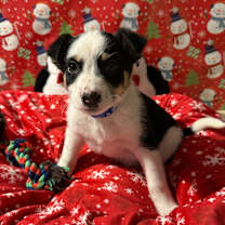 Thumbnail photo of Santiago #2