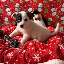 Thumbnail photo of Barbados #4