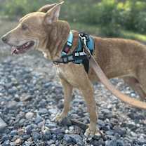 Thumbnail photo of Francis #3