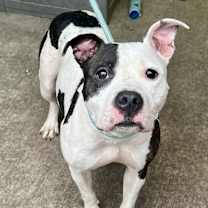 Thumbnail photo of Amara #1