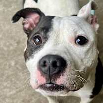 Thumbnail photo of Amara #3