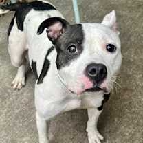 Thumbnail photo of Amara #4