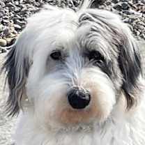 Thumbnail photo of LADY (NON SHEDDING) #1