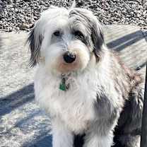 Thumbnail photo of LADY (NON SHEDDING) #3