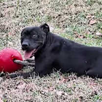 Thumbnail photo of Diesel #2