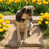 Thumbnail photo of Dainty #3