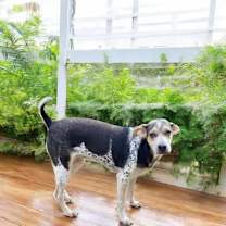 Thumbnail photo of Dainty #4