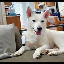 Thumbnail photo of Blancita #4