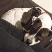 Thumbnail photo of Skooter #2