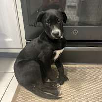 Thumbnail photo of Gracie #1