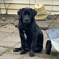 Thumbnail photo of Lucy #1