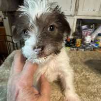 Thumbnail photo of Frost Holidaze #1