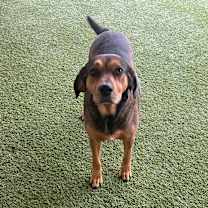 Thumbnail photo of Chips #1