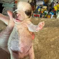 Thumbnail photo of Snow Holidaze #2