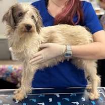 Thumbnail photo of Honeybelle Holidaze #4