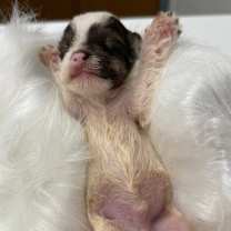 Thumbnail photo of Frost Holidaze #4