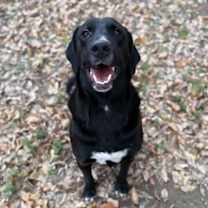 Thumbnail photo of Extra Cheese #1