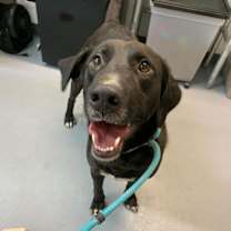 Thumbnail photo of Extra Cheese #2