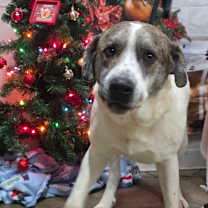 Thumbnail photo of Chief #1