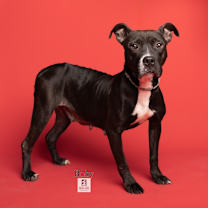 Thumbnail photo of Ruby #1