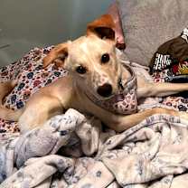 Thumbnail photo of Memphis #3