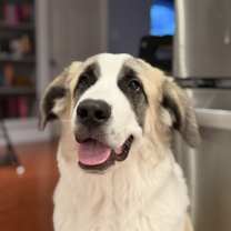 Thumbnail photo of Roux #1