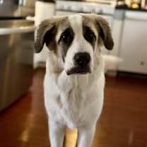 Thumbnail photo of Roux #2