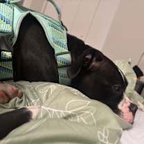 Thumbnail photo of Willow #3