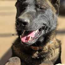 Thumbnail photo of Tazer #1