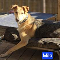 Thumbnail photo of Milo #1