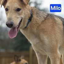 Thumbnail photo of Milo #3