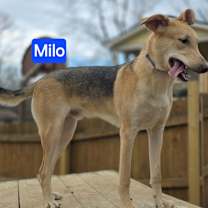 Thumbnail photo of Milo #4