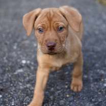 Thumbnail photo of Toffee #1