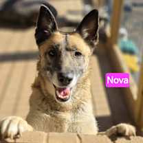 Thumbnail photo of Nova #1