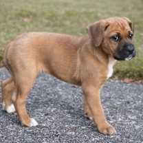 Thumbnail photo of Cupcake #2