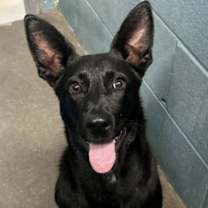 Thumbnail photo of Abagail #3