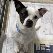 Thumbnail photo of Bandit #3