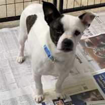 Thumbnail photo of Bandit #4