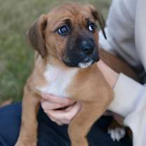 Thumbnail photo of Cupcake #4