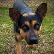 Thumbnail photo of Candy Cane(HW+) #1