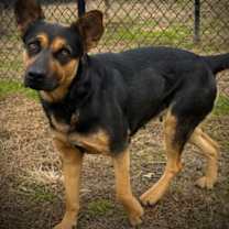 Thumbnail photo of Candy Cane(HW+) #2