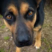 Thumbnail photo of Candy Cane(HW+) #3