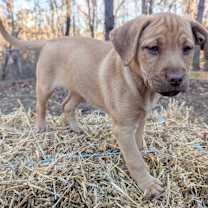 Thumbnail photo of Taffy #3