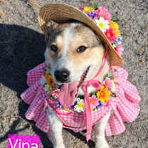 Thumbnail photo of Vina #2