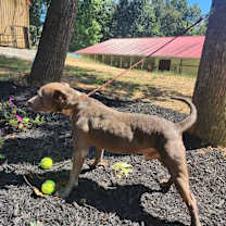 Thumbnail photo of Kobalt #3