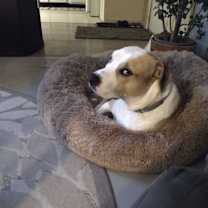 Thumbnail photo of Tauro #3