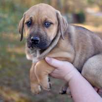 Thumbnail photo of Hershey #4