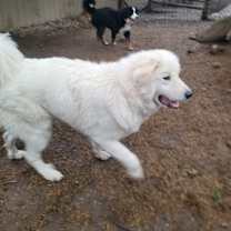 Thumbnail photo of Dipper #1