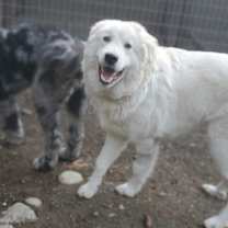 Thumbnail photo of Dipper #2