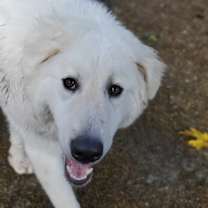 Thumbnail photo of Dipper #3